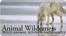 Animal Wilderness